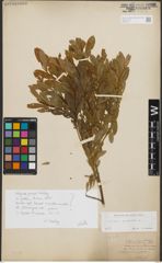 Foto von Salix purpurea L.